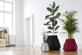 10 piante per puricare l'aria di casa il ficus. Inquinamento In Ufficio Ecco Le Piante Che Purificano L Aria Secondo La Nasa Xoffice Blog