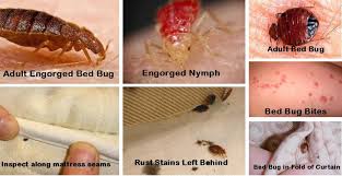 How To Find And Get Rid Of Bed Bugs In