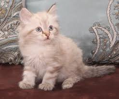 We do not charge breeders for exposure on our site, so this is a complete list. Kitails Siberians Massachusetts Siberian Kitten Cat Breeder