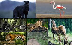 amazing wildlife sanctuaries in india