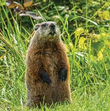 groundhogs are gardeners furry foes