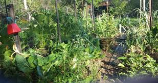 controlling weeds organically in your