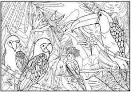 Color in this picture of a toucan and others with our library of online coloring pages. Birds Coloring Pages For Adults
