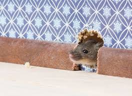 How To Get Rid Of Mice In Walls Safe