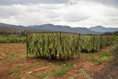 Image result for How to Grow Tobacco in Zimbabwe