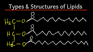 lipids types and structures explained