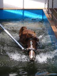equin aqua therapie,Schwimmtherapie für Pferde - Willkommen
