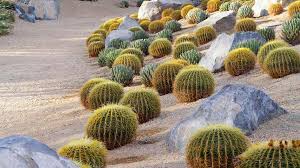 Desert Garden And Landscape Ideas The