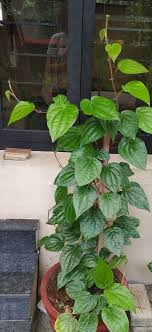 how to grow betel leaf plant growing