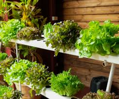How To Grow An Indoor Vegetable Garden