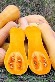 How to care for your growing squash. Butternut Sowing Planting And Harvesting Butternut Gourd