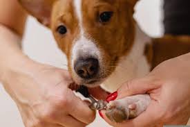 4 reasons why dogs nail trims