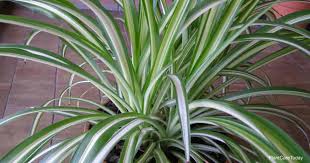 Are Spider Plants Poisonous To Dogs