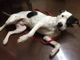 Short, dense, and glossy shedding: View Ad American Pit Bull Terrier Dalmatian Mix Dog For Adoption Near Oklahoma Newcastle Usa Adn 298660