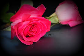roses flowers pink romantic love free