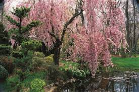 grow an ornamental cherry blossom tree