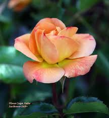 shrub rose groundcover rose flower