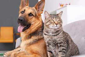 which do you prefer dogs or cats