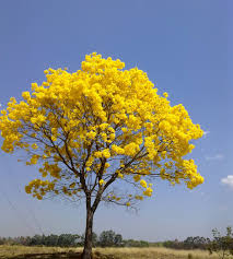 Resultado de imagen para plantas cerrado