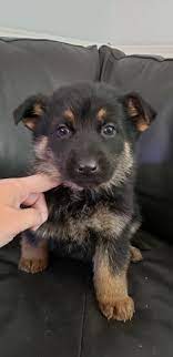 German shepherd dogs are poignant and devoted, making wonderful companions and ideal watchdogs. Akc German Shepherd Puppies Nex Tech Classifieds