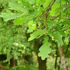 Arbustes persistants : quels arbres ne perdent pas leurs feuilles ? -  Conseil Jardin Willemse