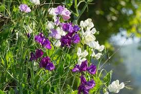 76 purple flower names growing tips