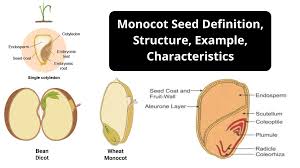 monocot seed definition structure