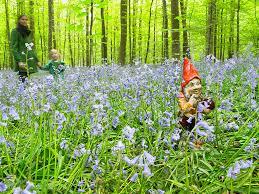 Garden Gnome In The Forest Picture And
