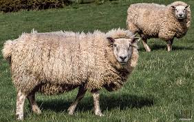 sheep shearing wild valley farms