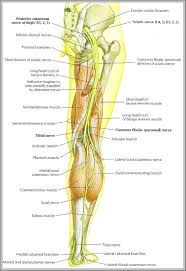 Sciatic Nerve Picture Anatomy System Human Body Anatomy