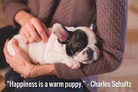 Dog wall decals quotes happiness is a warm puppy charles m schulz pet wall decal quote about dogs nursery bedroom wall art home decor ★★★welcome to our shop!★★★ ★ size choice★ we offer following item sizes: 27 Dog Best Friend Quotes That Perfectly Sum Up Your Relationship