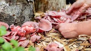 plant mushrooms in your garden