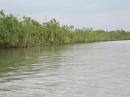 sundarban mangrove forest tour one