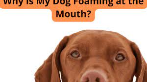 10 causes of dogs foaming at the mouth