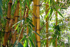Est-ce que le bambou moisi ?