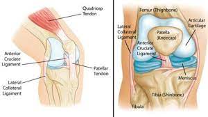 Tendons attach the knee muscles to the bone. Common Knee Injuries Orthoinfo Aaos