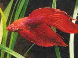 Types Of Bettas By Colour Tailss Patterns And Genetics