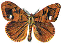Image result for Orgyia antiqua