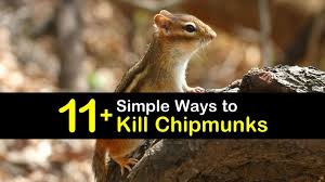 11 Simple Ways To Kill Chipmunks