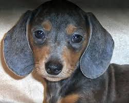 Miniature and long haired | all the info you could ever want about dachshund puppies. Dachshunds Unlimited