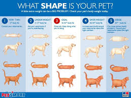 Is Your Dog Packing On The Pounds Heres How To Help Your