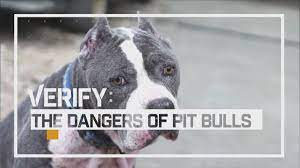 pit bulls the most dangerous dog