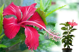 hibiscus flower and plant plants