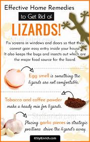 how to get rid of lizards in easy