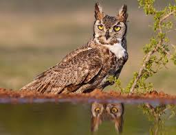 Great Horned Owl Audubon Field Guide