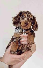 long haired dachshund puppies texas