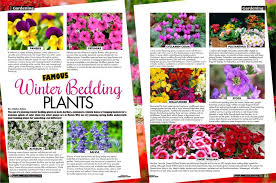 famous winter bedding plants social diary