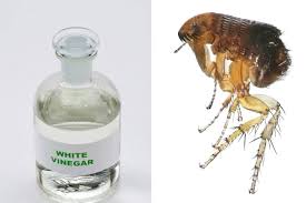 does white vinegar kill fleas how to