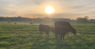 S&g's grass fed beef is tastier and healthier than all natural beef raised in factory. How To Buy Beef Direct From Farms And Ranches Across Texas Texas Highways