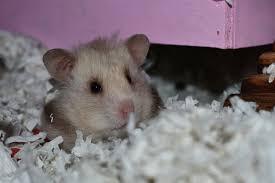 bedding happy paws hamsters